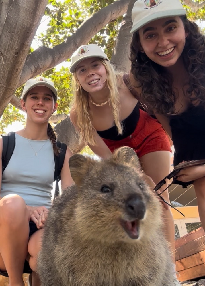 SMILING QUOKKA LID