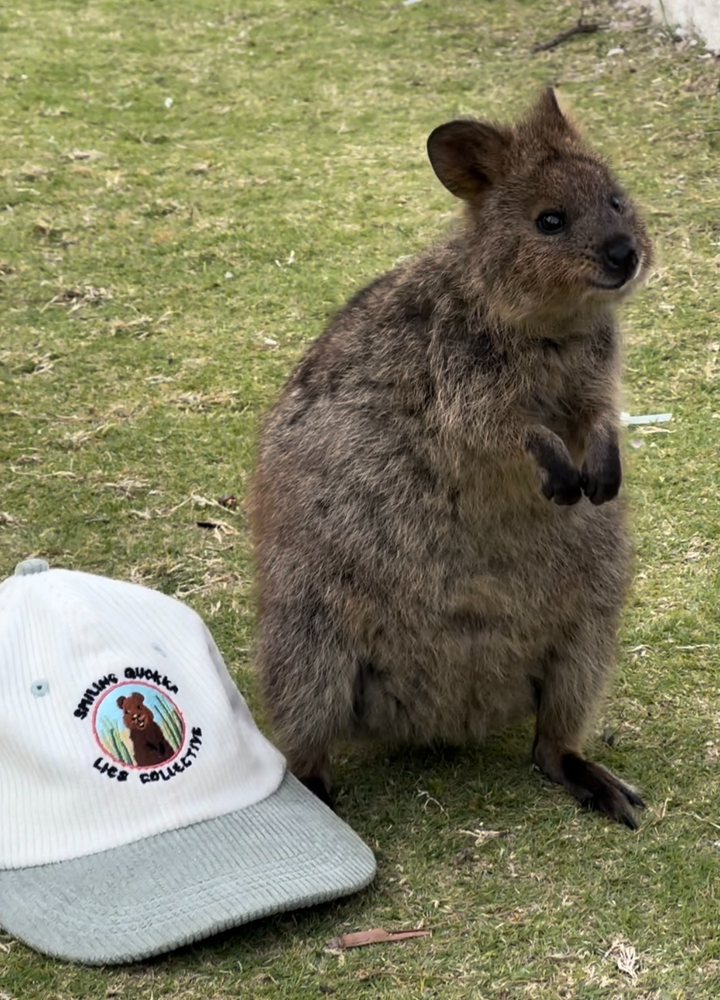 SMILING QUOKKA LID